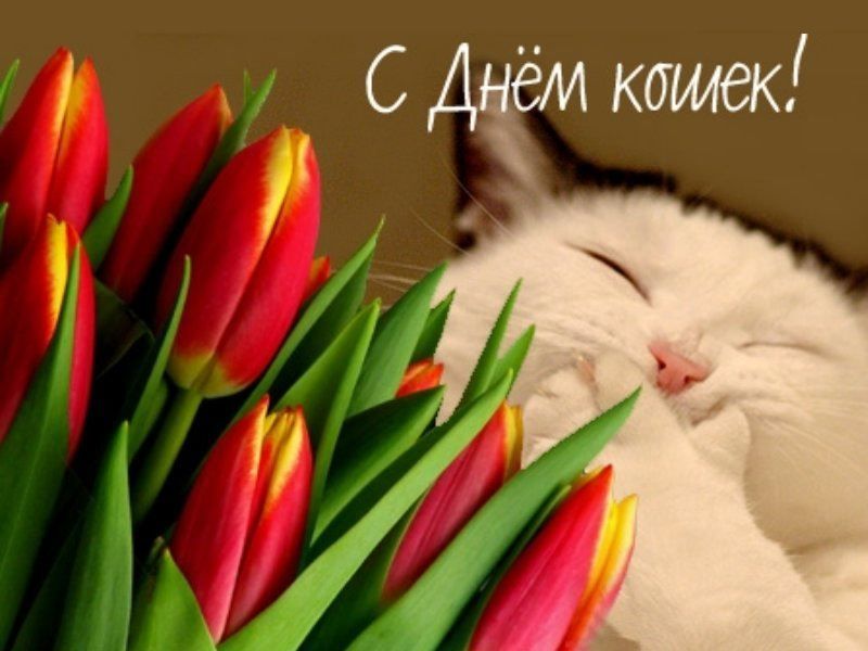 8 августа какой праздник в России - Всемирный день кошек