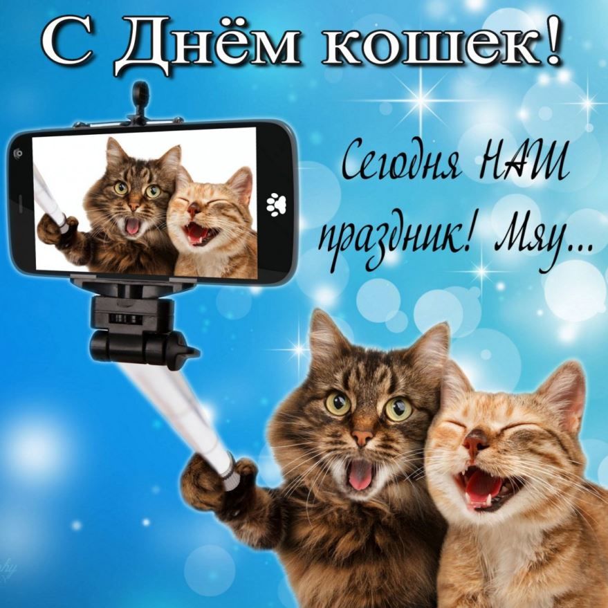 8 августа праздник - Всемирный день кошек