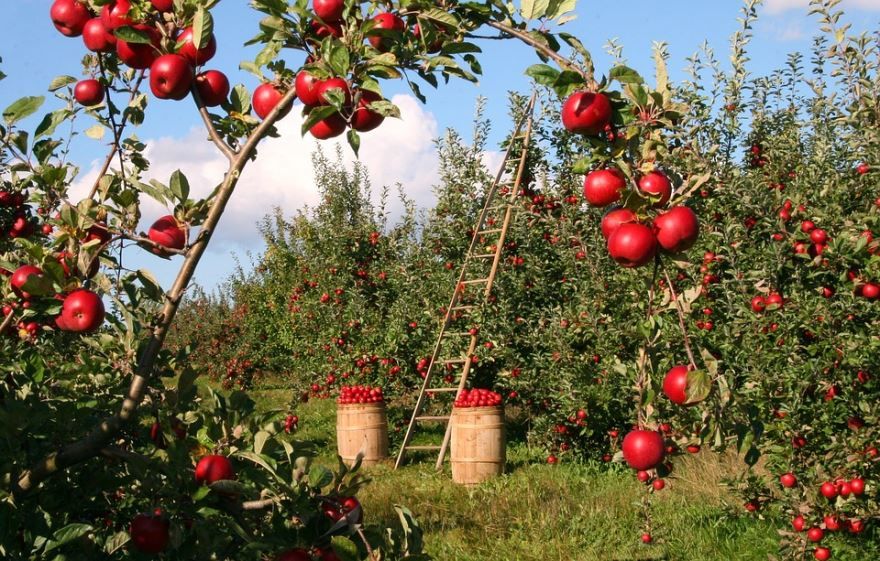 Какого числа в 2021 году яблочный спас?