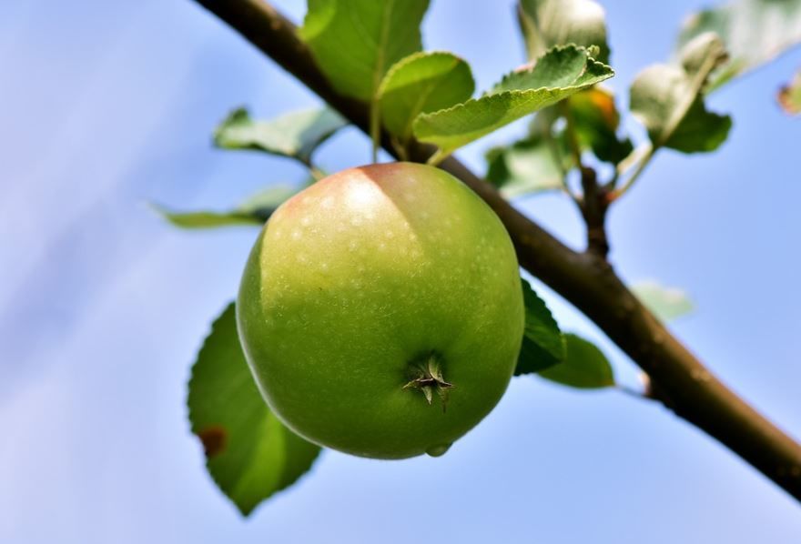 Яблочный спас, красивые картинки яблок