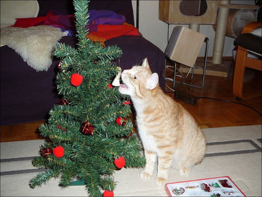 Прикольные фото с кошками и елками на Новый год