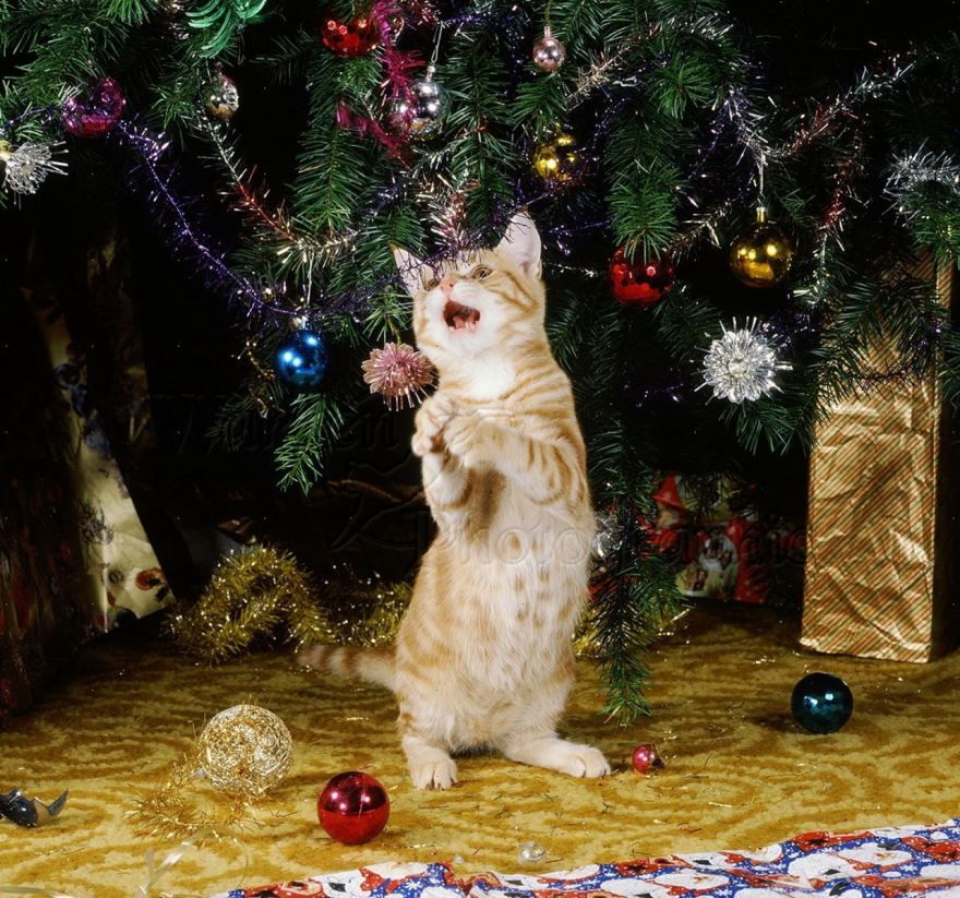 Прикольные, смешные картинки, фото с кошками и елками на Новый год