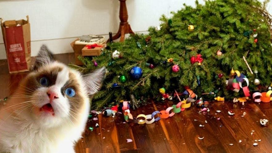 Прикольные, смешные картинки, фото с кошками и елками на Новый год