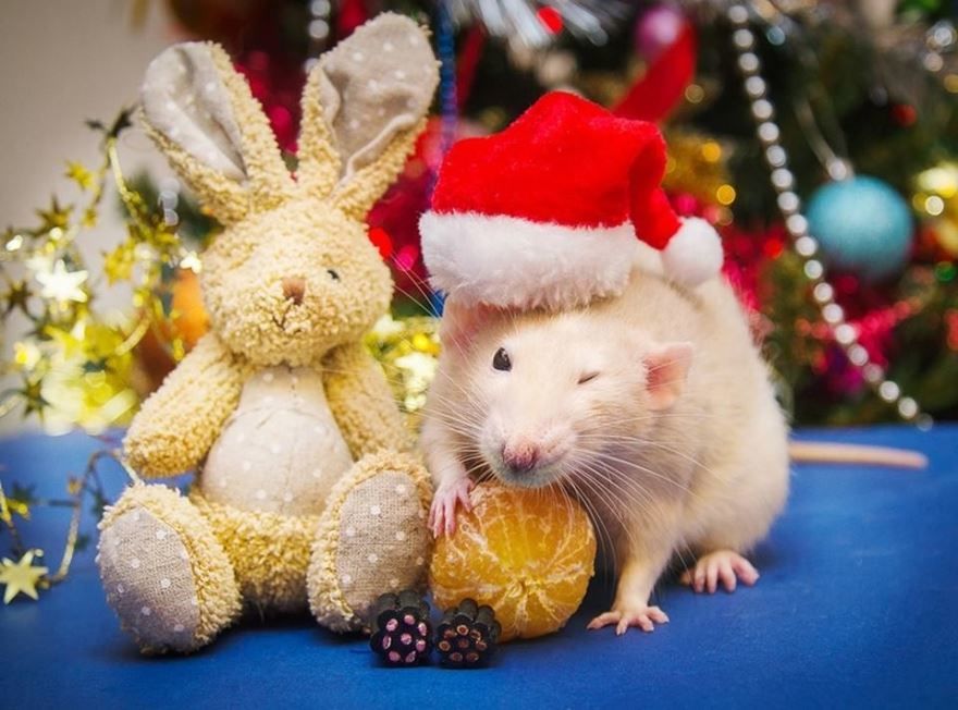 Фото мыши и крысы в Новый год