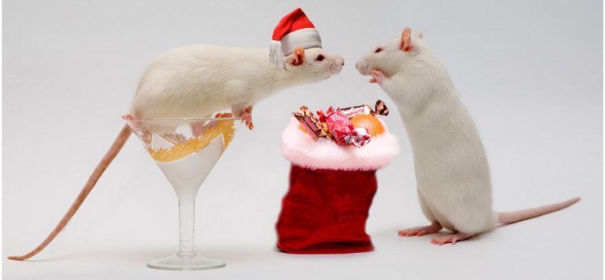 Красивая картинка на Новый год, крыса - символ года