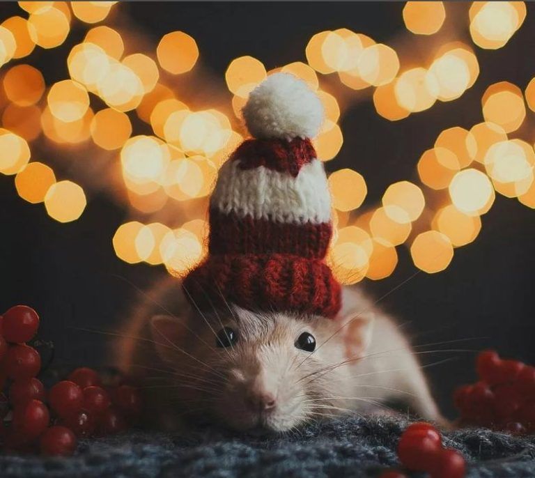 Мыши и крысы в Новый год