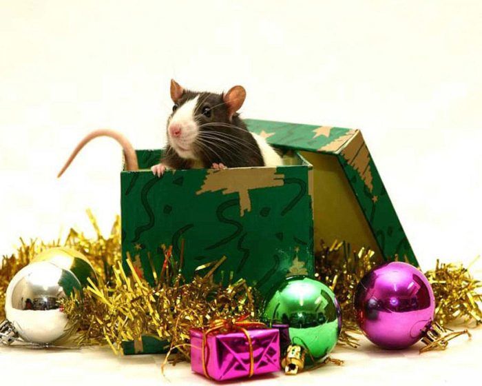 Мыши и крысы в Новый год