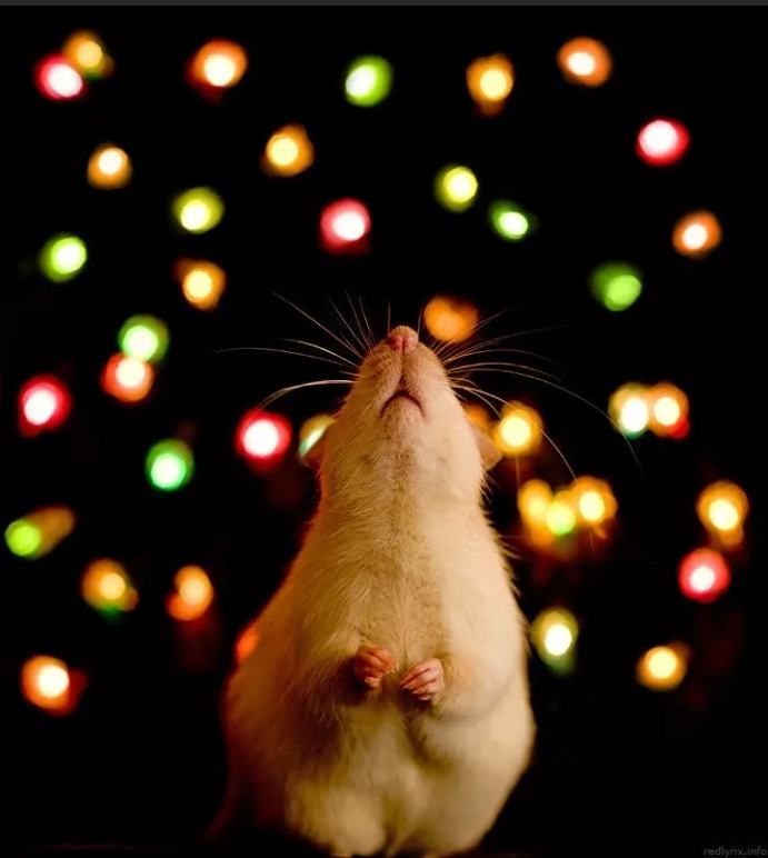 Фото мыши и крысы в Новый год
